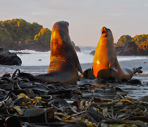 Ele seals facing off on beach at sunset