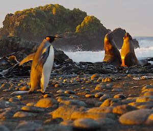 King penguin and ele seals