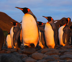 King penguins at sunset
