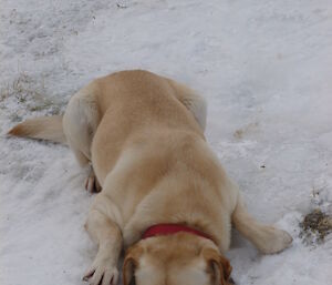 Finn the dog having a drink with head stuck in snow