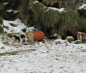 Dog kennels in the field