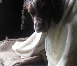Katie the dog keeping warm at Caroline Cove covered in blankets
