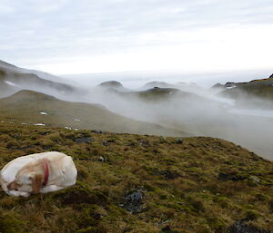 Finn the dog takes a nap in grass with beautiful landscape of grass and fog behind