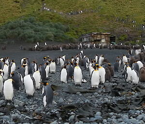 A mass of king penguins and their chicks crowd the beach around the disused Sandy Bay Hut