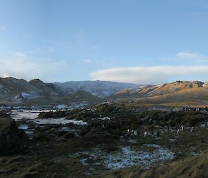 Panorama of the northward view across Bauer Bay with penguin colony