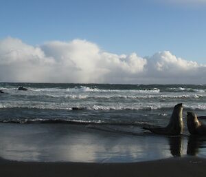 A panorama of Bauer Bay beach looking west, with elephant seals playing in the surf