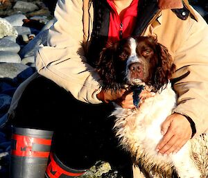 Mel sitting on the beach with Gus, a liver-and-white springer spaniel
