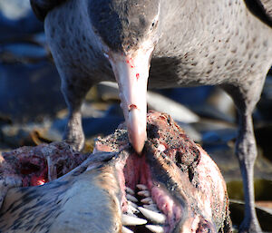A giant petrel pecks at the open dead mouth of a leopard seal, ignoring the rows of sharp teeth it knows can’t hurt it. 1 July 2012.