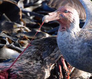 Southern Giant Petrel feeding on leopard seal carcass, 1 July 2012