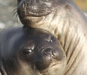 Two young elephant seals posing cheek-to-cheek