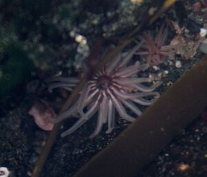 A pink anemone clings to the side of rocks waiting for something to eat, 24 June 2012