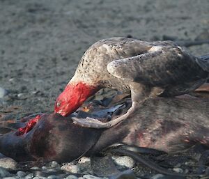Giant Petrel with bloody head sticks ripping snacks off a dead seal, 28 June 2012