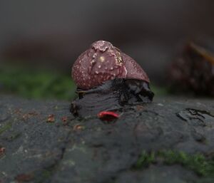 Purple-shelled sea snail with impressive red underside sliding laboriously over rocks on West Beach, 14 June