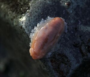 Orange sea cucumber climbs over rocks using its tube feet, extensions of its soft body