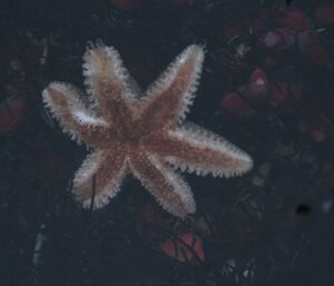 The frilly underside of a starfish in a rockpool on West Beach
