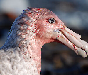 Profile of a Southern Giant Petrel with blood all over its head and neck, meaning it’s been inside some carcass down to its shoulders. 1 July 2012.
