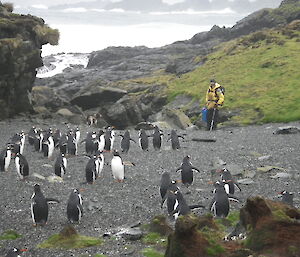 Expeditioner with gentoo penguins