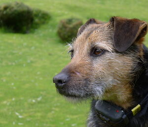 Terrier dog close up photo