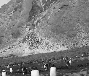 Gentoo penguins at base of mountain