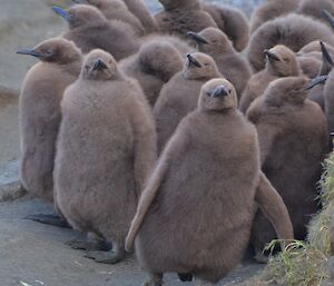 King penguin chicks