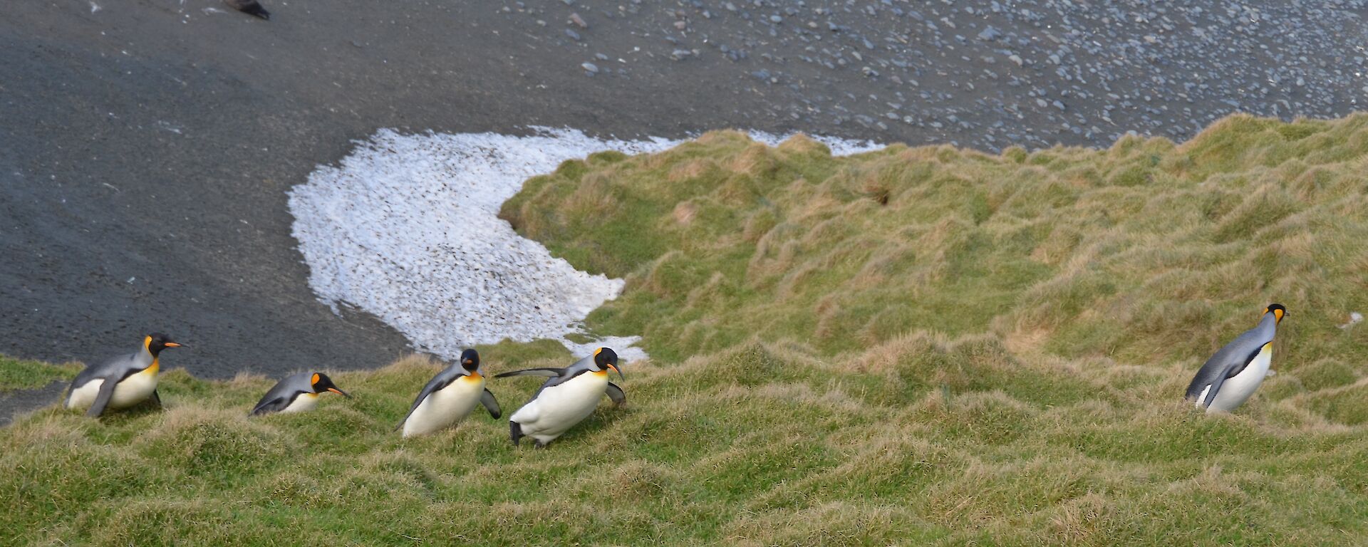 penguins high on a mountain