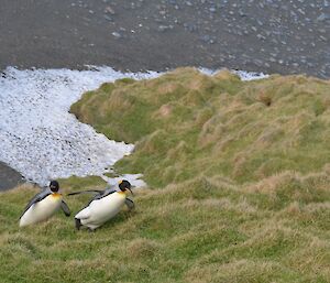 penguins high on a mountain