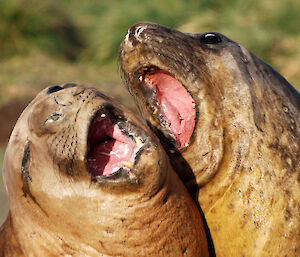 two elephant seals together