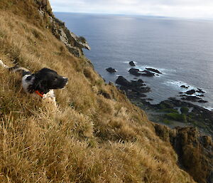 A dog’s life. Dog on steep, grassy hill overlooking water and rocks below.