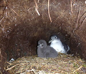 Grey petrel and its chick in a nest