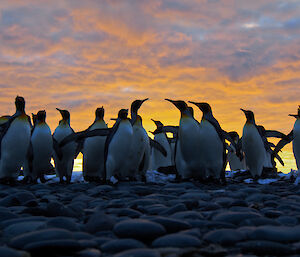 King penguins enjoying a sunset