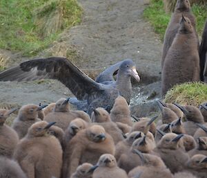 Giant petrel watching over king penguin chicks