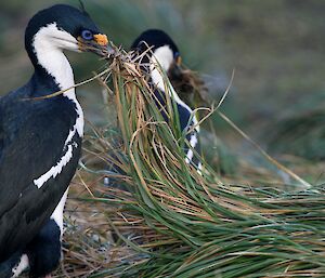 Macquarie Island cormorant nesting