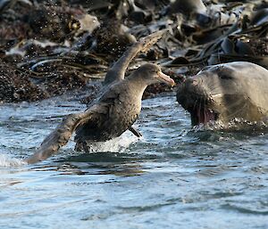 Giant petrel and elephant seal come face to face