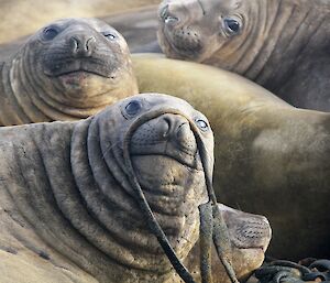 Elephant seals