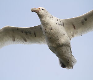 Southern giant petrel