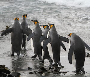 King penguins off for a swim