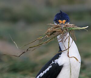 Macquarie Island cormorant