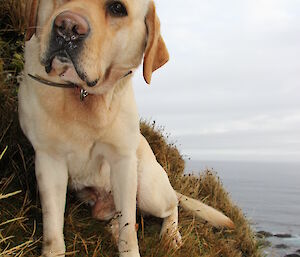 Yellow lab dog on cliff side, posing for camera