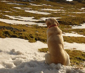 Yellow lab dog in snow and grass on Macquarie Island, facing away from camera