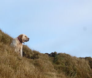 Yellow lab dog on hill in grass looking right