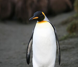 King penguin at Gadgets Gully with chicks in background