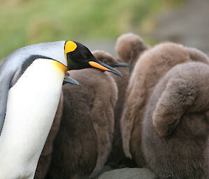King penguin leaning towards a group of fuzzy brown chicks