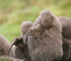 Two chicks grooming themselves under right wing