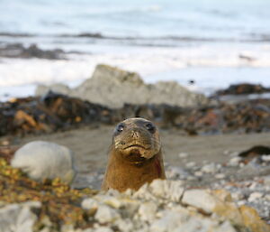 Seal poking its head out from behind rocks to see what is going on