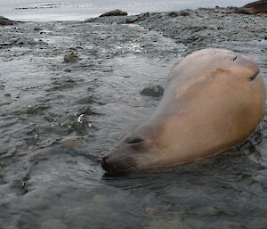 Elephant seal lying on water covered rocks