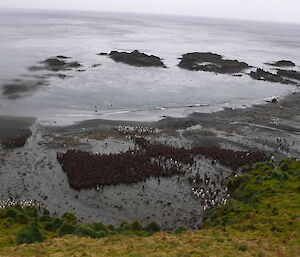 King penguin rookery taken from above