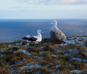 Albatross and chick