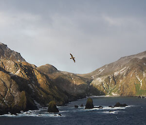 Macquarie Island coast and rocks with splashes of green and bird flying in foreground