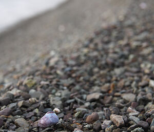 Gastropod on Major Lake