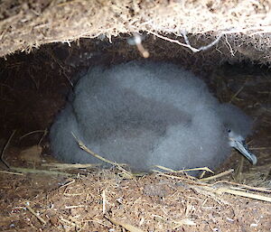 Grey petrel chick